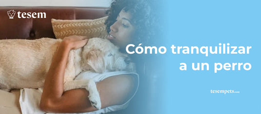 Cómo tranquilizar a un perro: consejos y técnicas efectivas