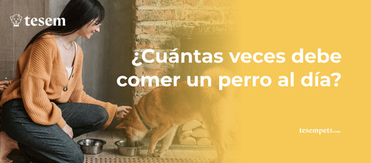 ¿Cuántas Veces Debe Comer un Perro al Día?