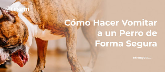 Cómo Hacer Vomitar a un Perro de Forma Segura