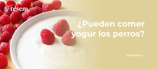 ¿Pueden Comer Yogur los Perros?