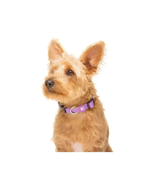 collar perro purple dukier