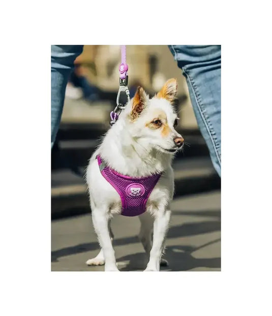 correa perro color morado