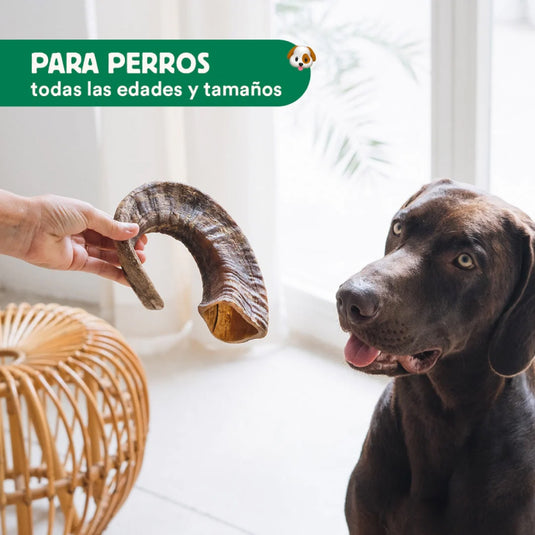 Cuerno de Cabra mordedor natural