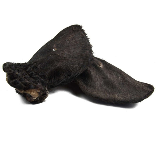 Oreja de vacuno con pelo para perros